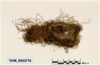 藏品(懸苔屬)的圖片